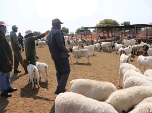 SHEEPS { DORPERS & HAMPSHIRE}