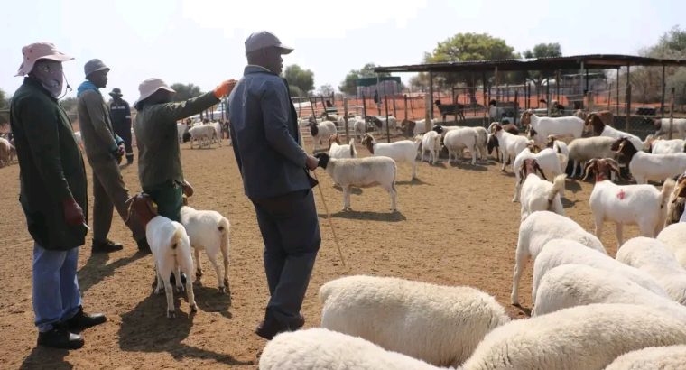 SHEEPS { DORPERS & HAMPSHIRE}
