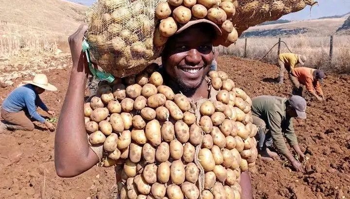 CERTIFIED POTATOES SEEDS
