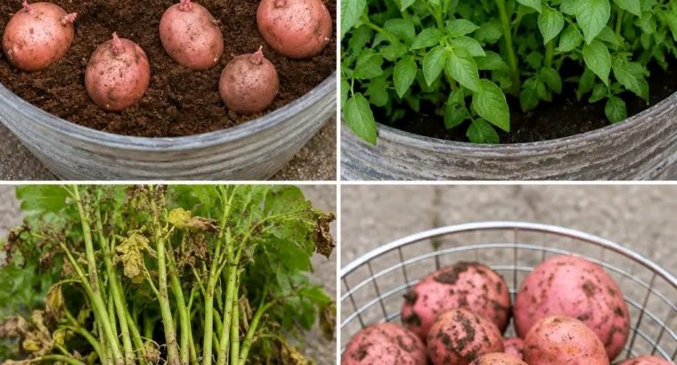 CERTIFIED POTATOES SEEDS