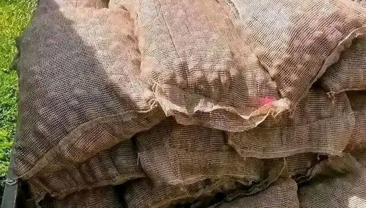 CERTIFIED POTATOES SEEDS