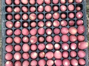 POTATOES SEEDS 0754541321