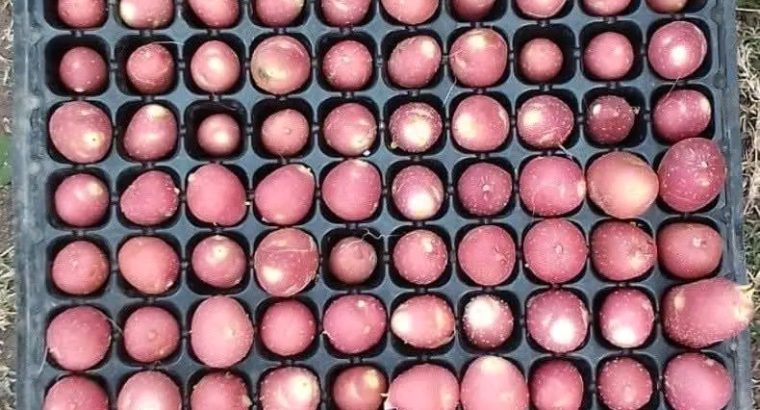 CERTIFIED POTATOES SEEDS