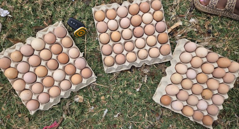 Kenbro Kienyeji F1 Eggs
