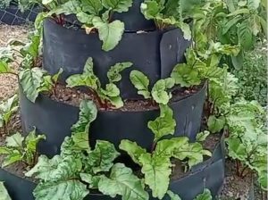 Beetroot