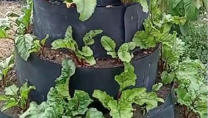 Beetroot