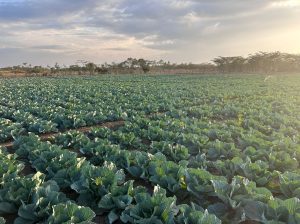 17000 Heads of Cabbage Nanyuki