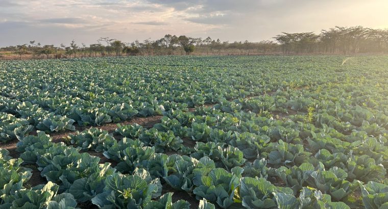17000 Heads of Cabbage Na...