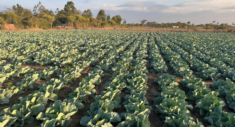 17000 Heads of Cabbage Nanyuki