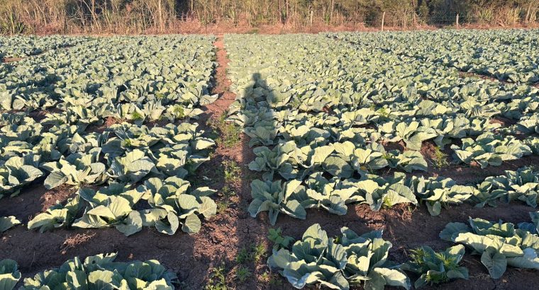 17000 Heads of Cabbage Nanyuki