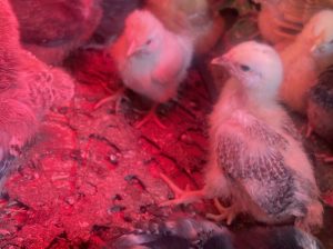 Offering Egg Incubation Servic