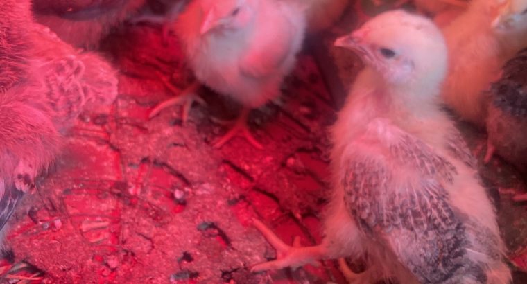 Offering Egg Incubation Servic