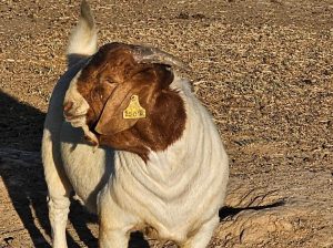 BOER GOATS