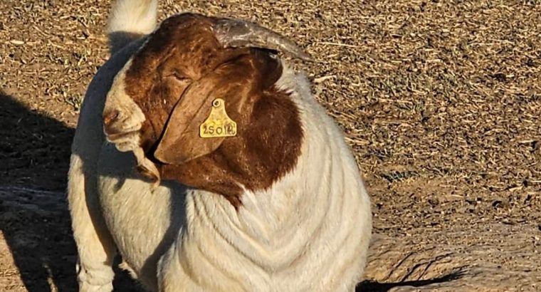 BOER GOATS