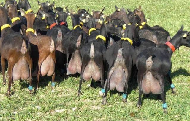 DAIRY GOATS +254754541321