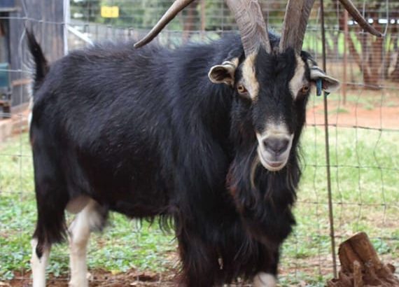 DAIRY GOATS +254754541321