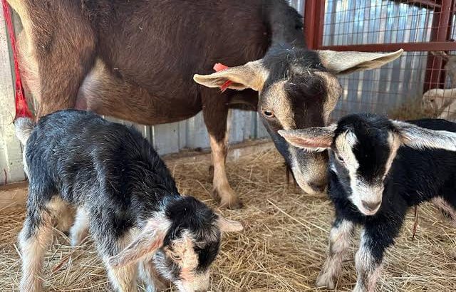 DAIRY GOATS +254754541321