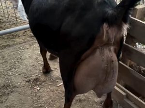 DAIRY GOATS +254754541321
