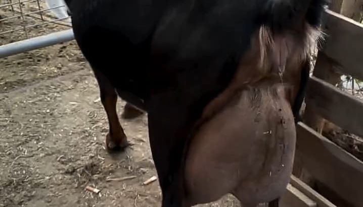 DAIRY GOATS +254754541321