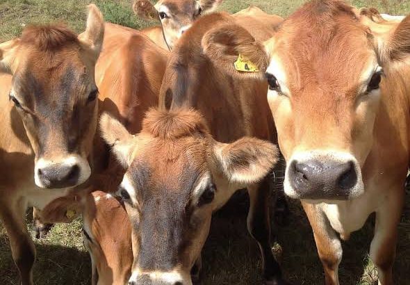 DAIRY COW{Jersey ,Girolando