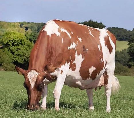 DAIRY COW +254754541321