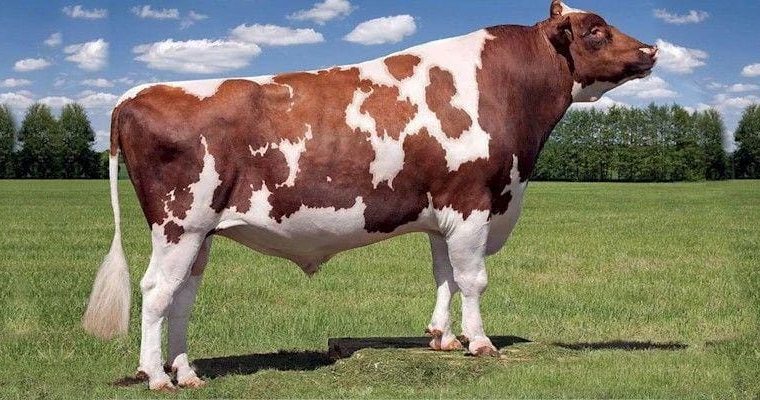 DAIRY COW +254754541321