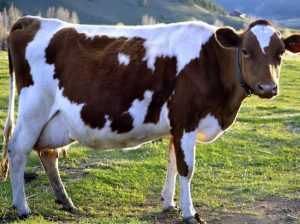 DAIRY COW +254754541321