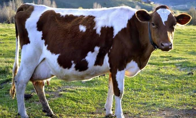 DAIRY COW +254754541321
