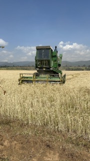 Whole Wheat grain