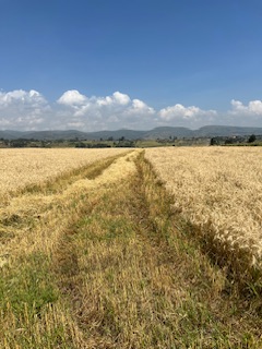 Whole Wheat grain