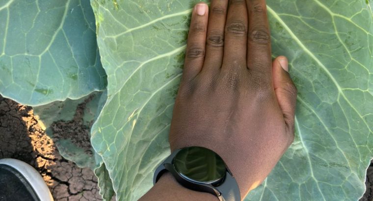 17000 Heads of Cabbage Nanyuki
