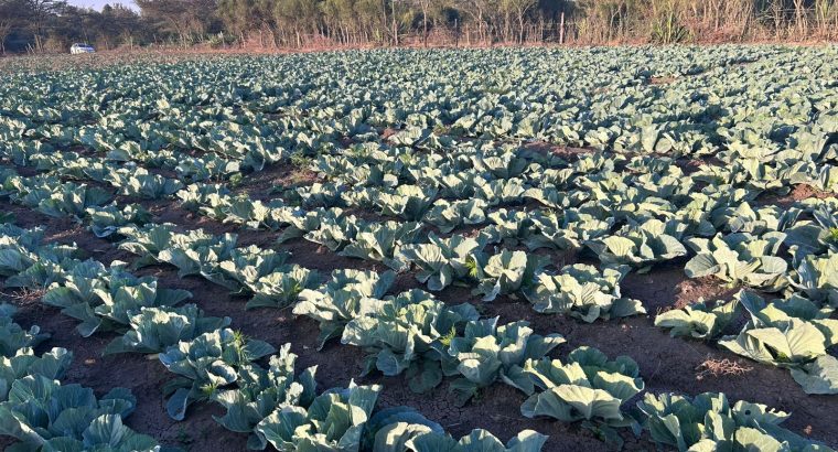 17000 Heads of Cabbage Nanyuki
