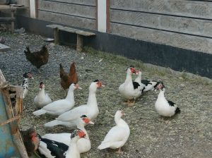 Muscovy white Ducks for sale