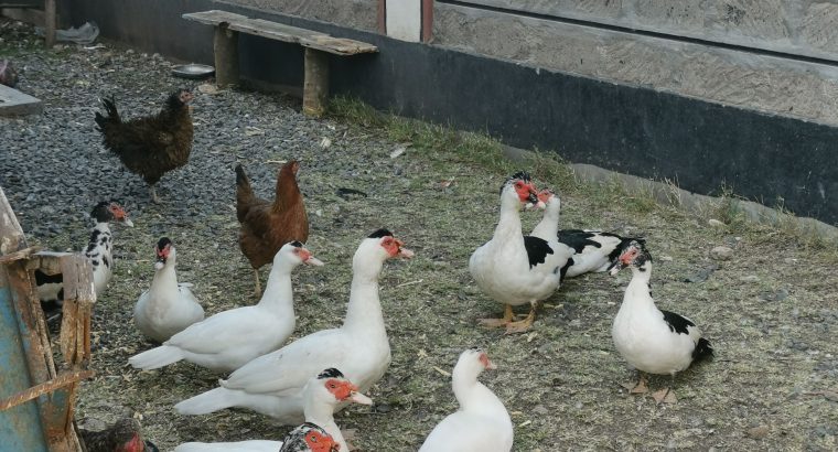 Muscovy white Ducks for sale