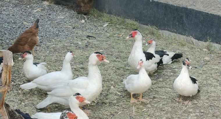 Muscovy white Ducks for sale
