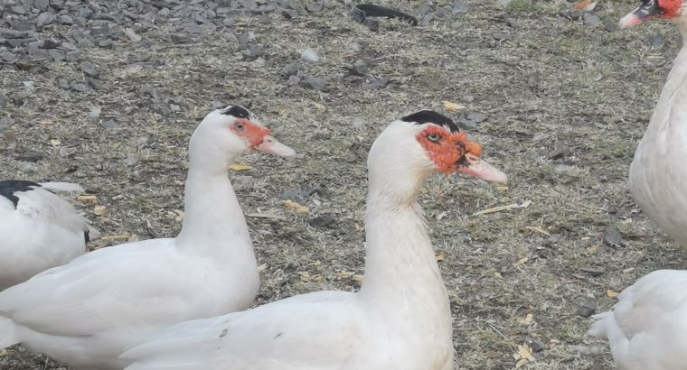 Muscovy white Ducks for sale