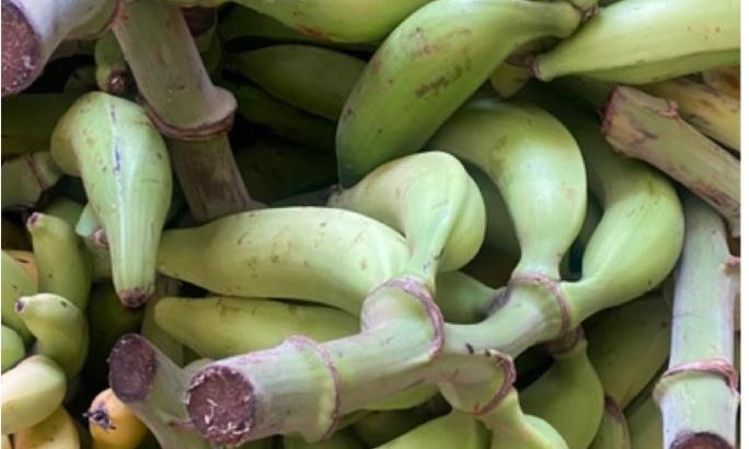Green Plantain