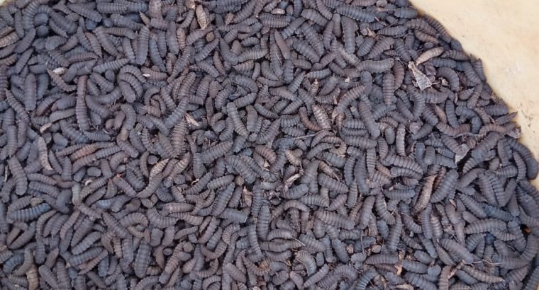 Quality organic animal feeds.
